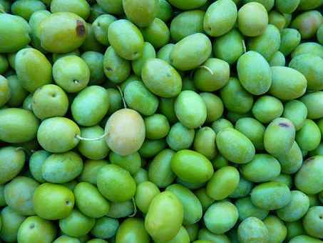 olive appena raccolte pronte per il frantoio